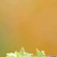 Baby Couch - Montey 1