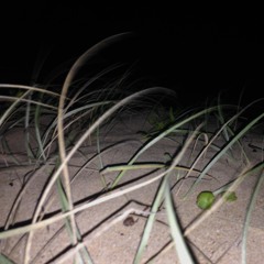 Sand shifting in the wind