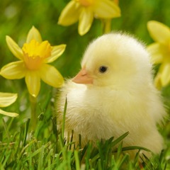 Spring has sprung