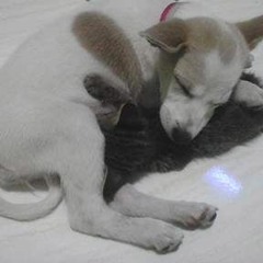 Kucing Adalah Anjingku