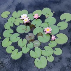 SoundsFromTheSacredTree-#5-Mand<>lorian-"Dub, Ska, and Other Reggae Inspired Grub For Your Soul"