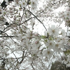 กลับมาได้รึเปล่า