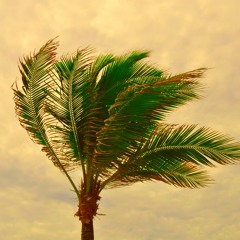 palm trees from the attic - matt burton