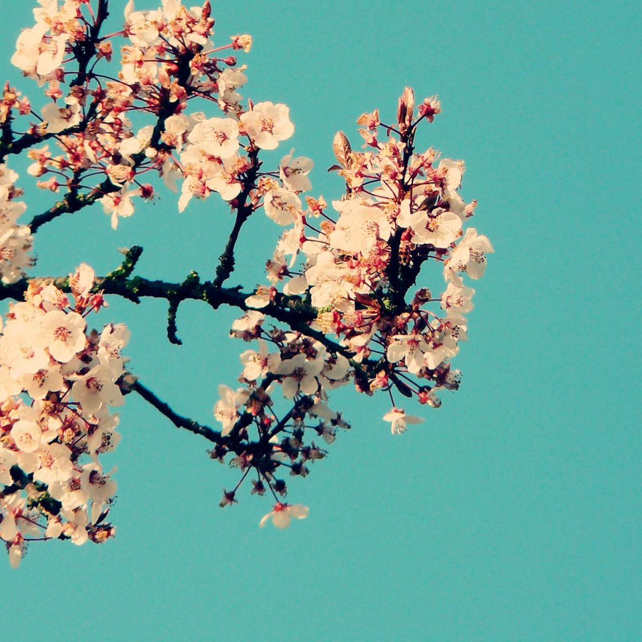 ڊائون لو magnolia