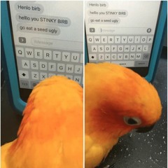 wubby birb