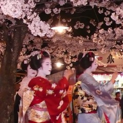 Japanese cherry trees at evening