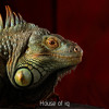 113: Jimmy & Rose Hunter, House of Ig: The World of Iguana Rescue