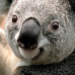 Susceptibility Syndrome