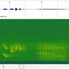 Nyctalus noctula singing at roost