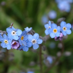 Sprite ~ Voice Vanessa; Bass avril