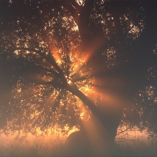 Henks Sommermärchen 2017