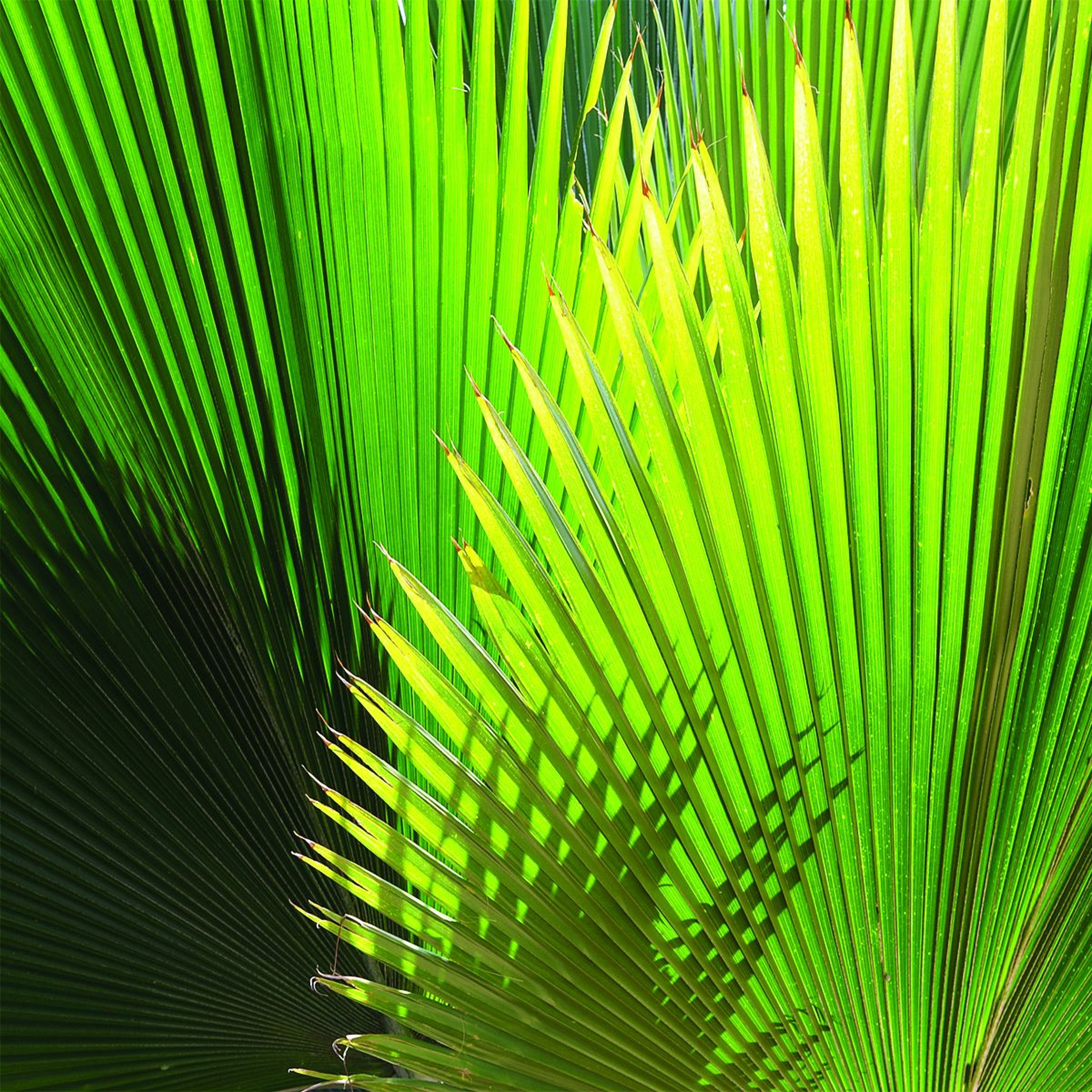 It's All About Jesus - 4-10-2017 - Palm Sunday - Phil 1.1-11 episode artwork