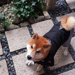 パンケーキとワッフル