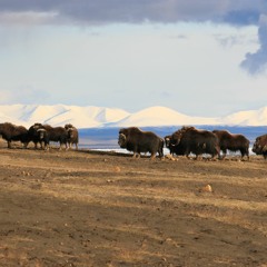 Talking mammoths, timescales, and rewilding with "Welcome to Pleistocene Park" writer Ross Andersen