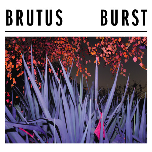 Brutus - Bird