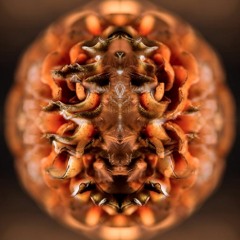 Harry Blotter - Blasting 2.5 Hr Psytrance Set @ Burning Dan [April 2017]