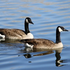 Just Feed the Geese