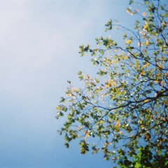 Beautiful Lies by Birdy (voice memo cover)