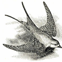 Winterwood - A Swallow Song (Bootleg)