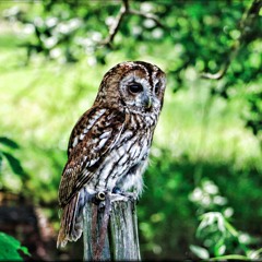 Female Tawny Owl - Foret Humide Des Mousseuses, Le Perche, France