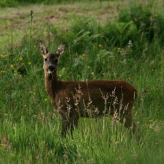 Roe Deer Barks - Foret de Senonches, Le Perche, France