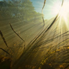 UraganiuS su Aira -  Žuvų šukelėm