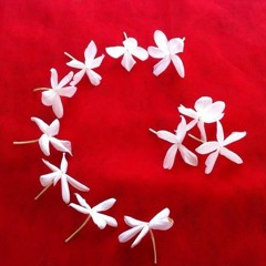 نقول نعم " بثلاث لغات" Tabi ki EVET  أغنية تركية�🇹🇷