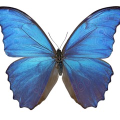 CINEMATIC ORCHESTRA Cover to build a home