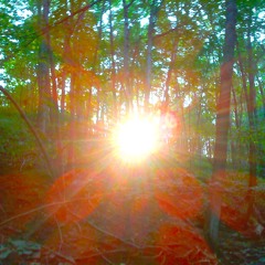 Where The Red Fern Grows ...With Roosters