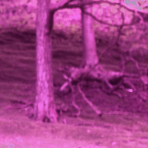 Through The Leafs