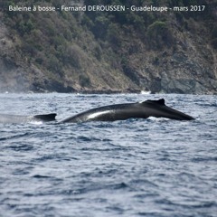 Baleine A Bosse 2017032624 F Deroussen Naturophonia.WAV