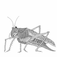 Grasshopper Dub