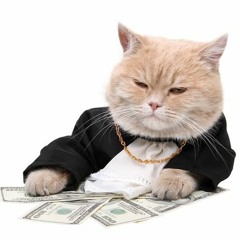 Money money money sang in domestic cat