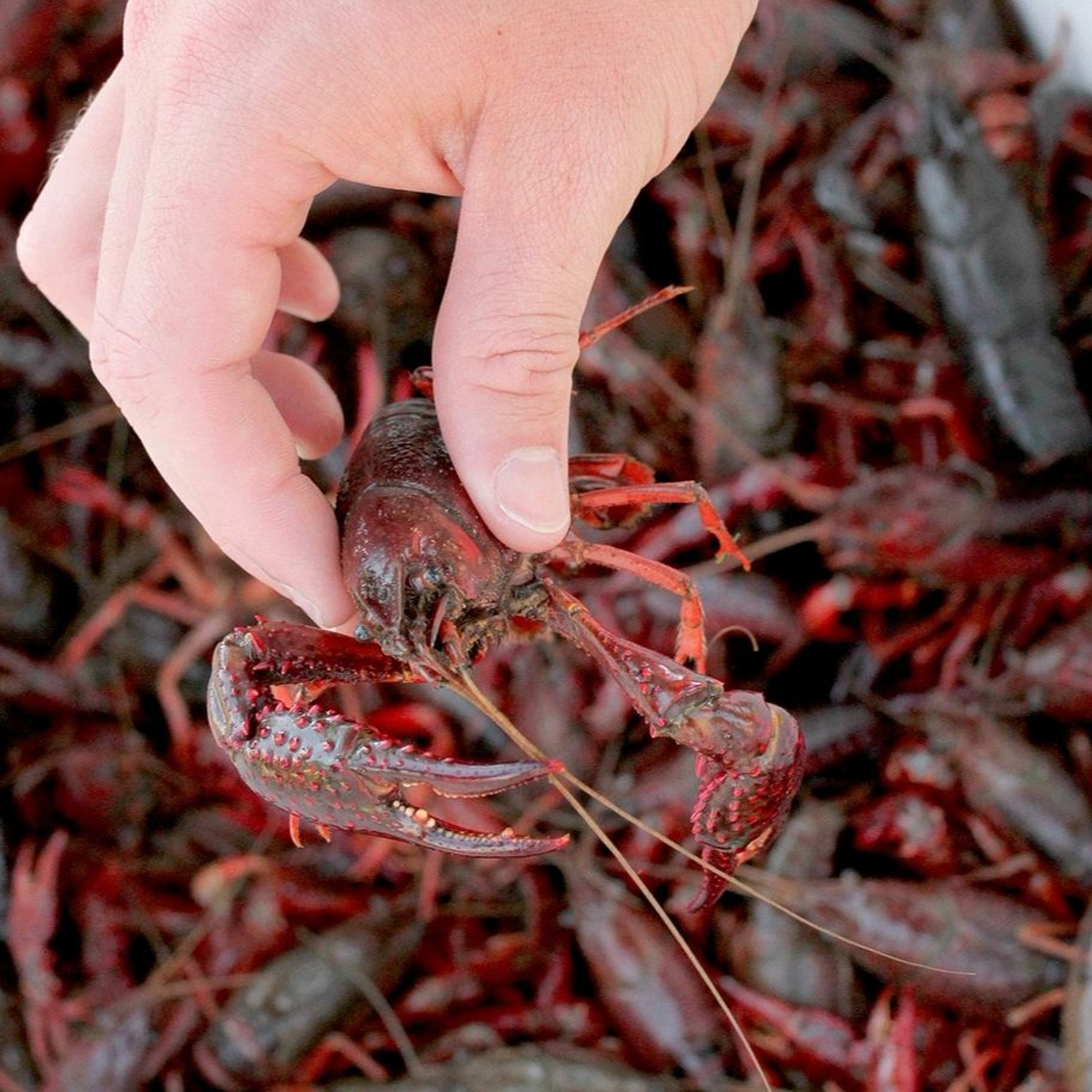 Chef Brian Louisiana Cuisine