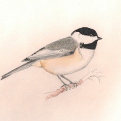 Spring Chickadee mp3