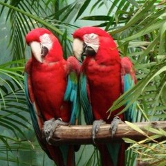 girl, i met you yesterday (prod. bird)