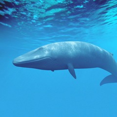 blue whale