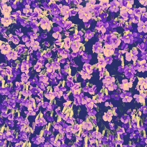 violet