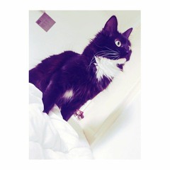 MIDNIGHTWHACK - Luna