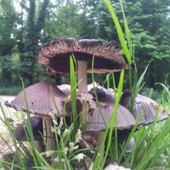 Mobility @ Scientific Radio (Bassdrive.com) - Show 081 - Summers Movement - 04.07.2016