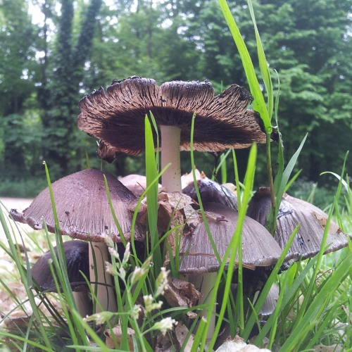 Mobility @ Scientific Radio (Bassdrive.com) - Show 081 - Summers Movement - 04.07.2016