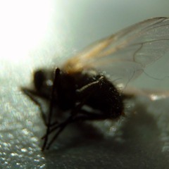 Kolmansien Unta - No J