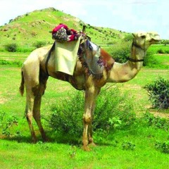 ‫وليد ادري _ مر البين جمر