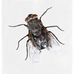 What Happened To The Fly I Saved?