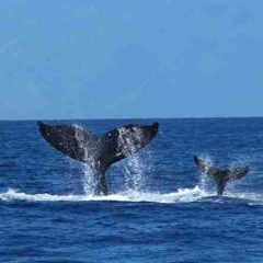 Whales in the polar wind