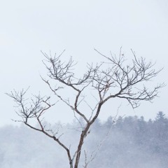 winter winds