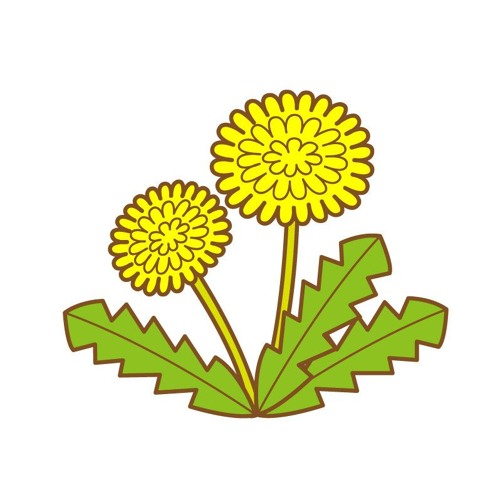 タンポポの花 Dandelion By Kotaro タンポポの花 Dandelion By Kotaro
