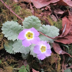 The Myth [Instrumental]