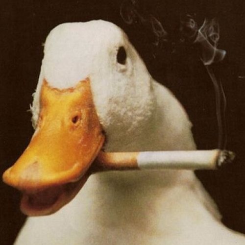 all the ducks have swam out of the water