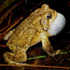 Frog Call - American Toad